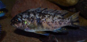 Labeotropheus fuelleborni 'Chizumulu Island'